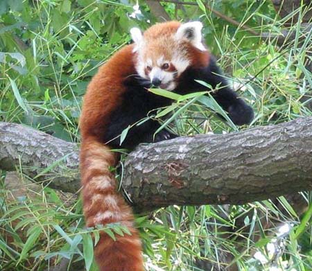 il panda minore o altresì detto firefox