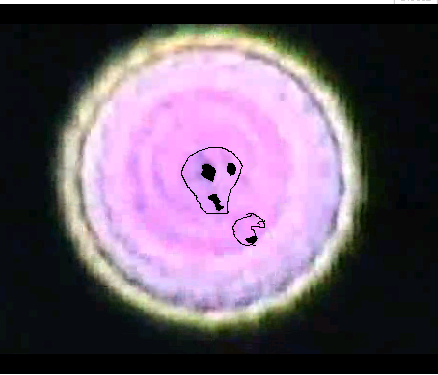 Istantanea.png