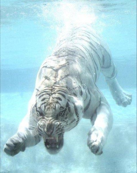 Tiger.jpg